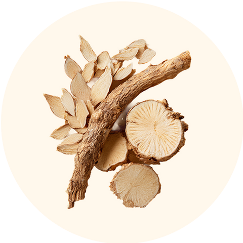 Astragalus Root