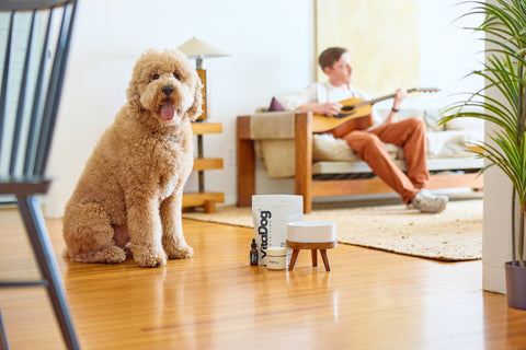 Dog sitting on a wooden floor next to the VitaDog set in a living room with a person playing guitar in the background.