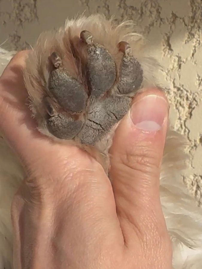 Hector after VitaDog, paw fur grown back clean and white