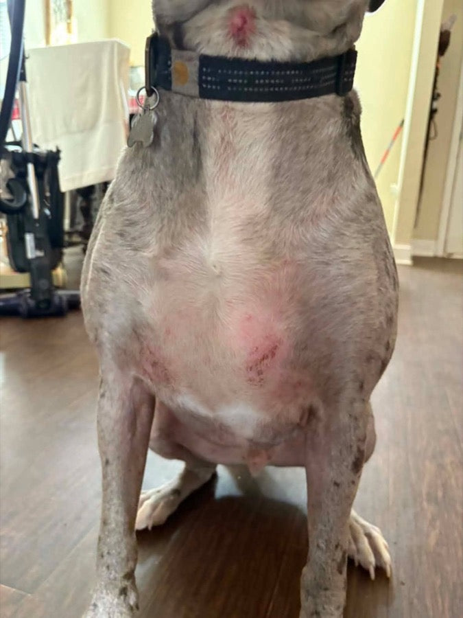 Ranger before VitaDog, irritated skin and thin coat
