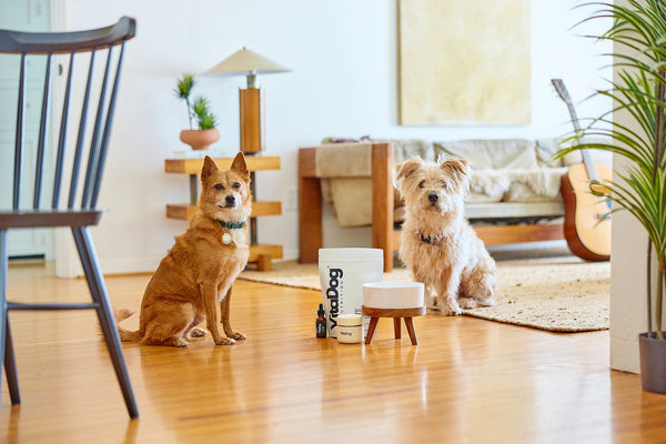 Two small dogs at home together