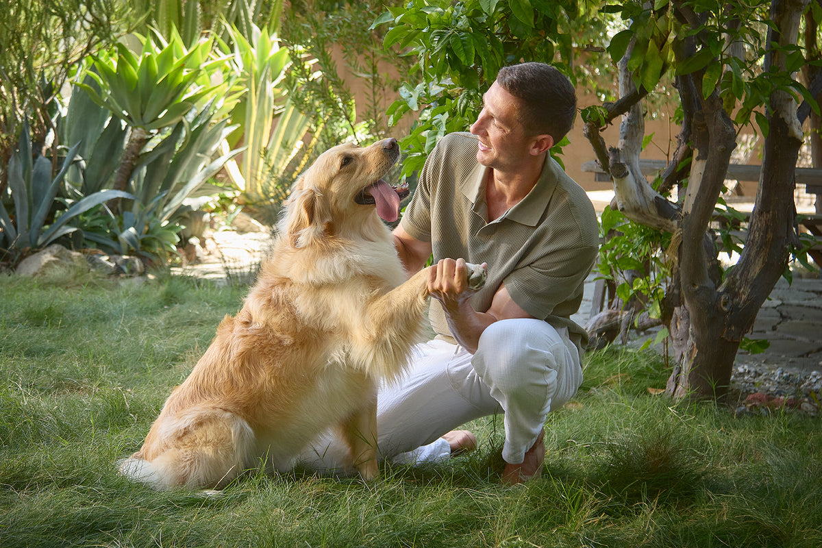 A golden retriever working outdoors with its handler