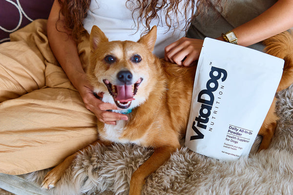 A happy dog held close by its owner