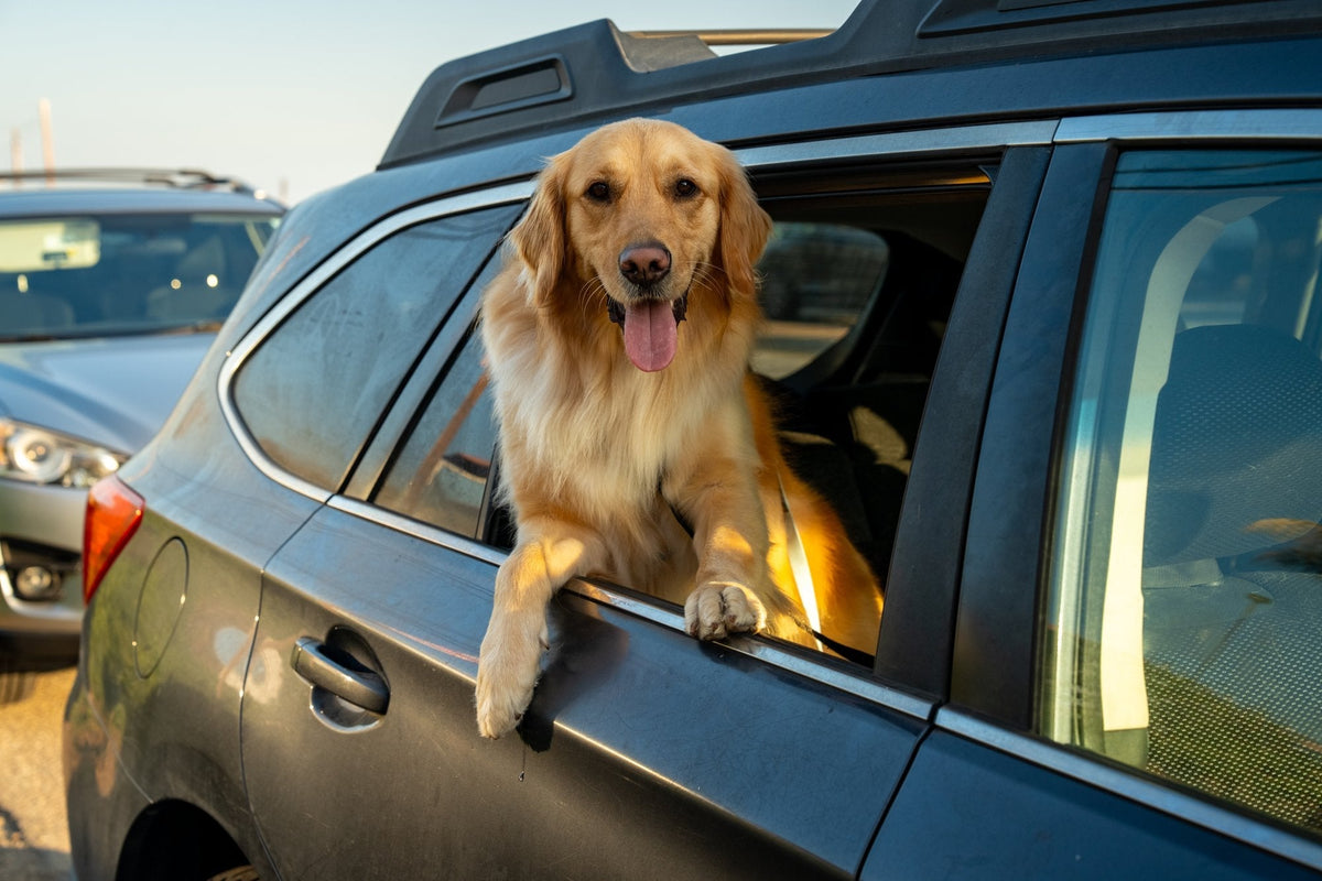 Golden retriever with a glossy coat leaning out of an SUV window in late afternoon light