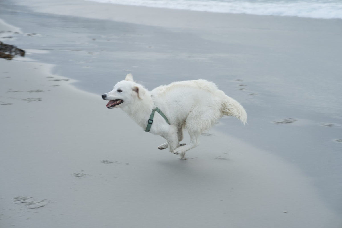 Tips for Keeping Dogs Cool in Summer