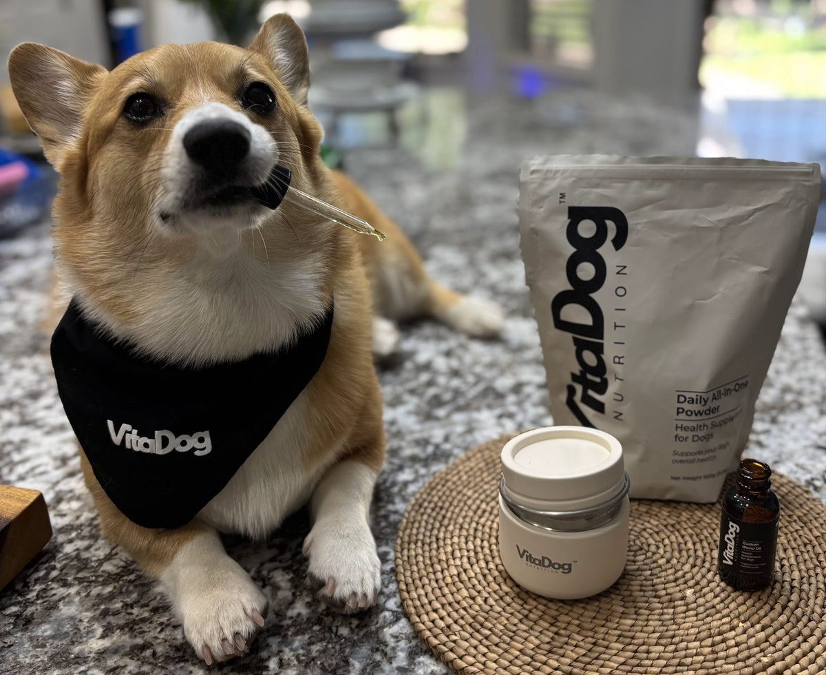 Corgi in a VitaDog bandana beside the pouch, jar and oil dropper