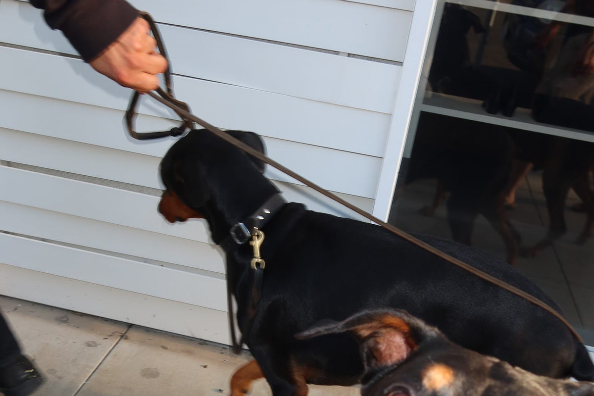 Close-up of a short-coated doberman on a leash