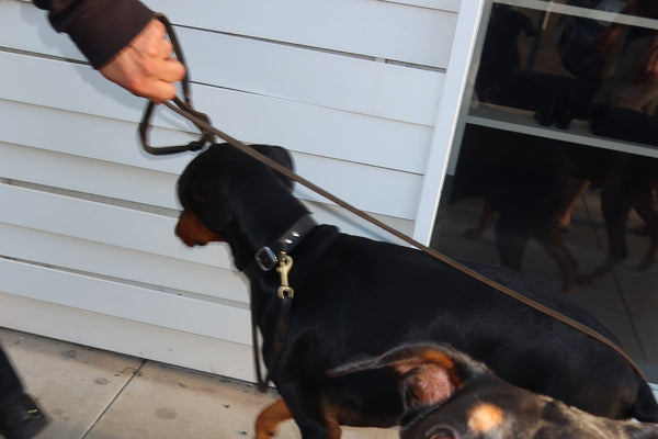Close-up of a short-coated doberman on a leash