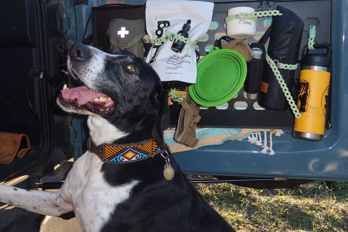 Dog sitting in a car trunk beside an organised travel kit