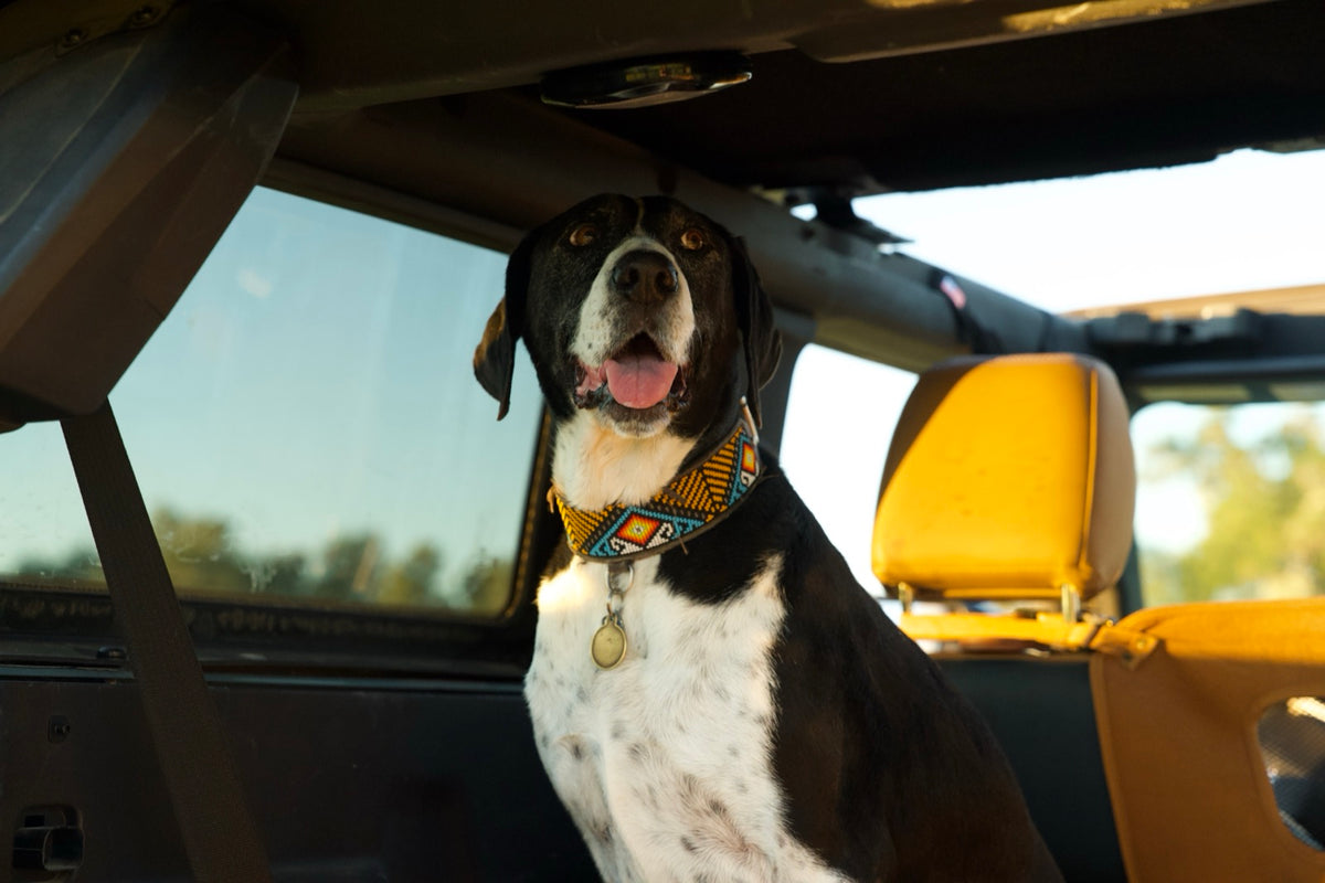 Dog left waiting alone in a parked car