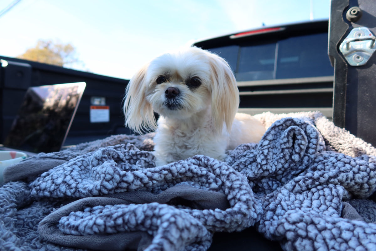 Small white dog settled on a blanket in its travel space