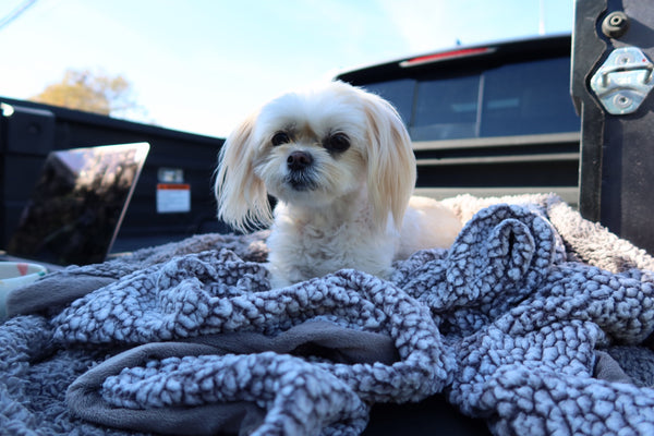 Small white dog settled on a blanket in its travel space