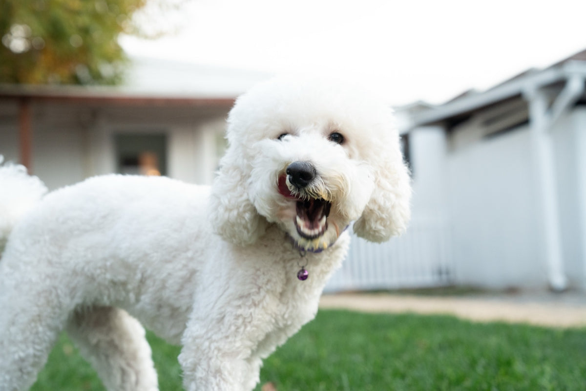 White standard poodle with a bright, healthy coat on a lawn
