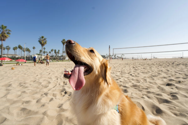 Golden retriever panting on a palm-lined California beach