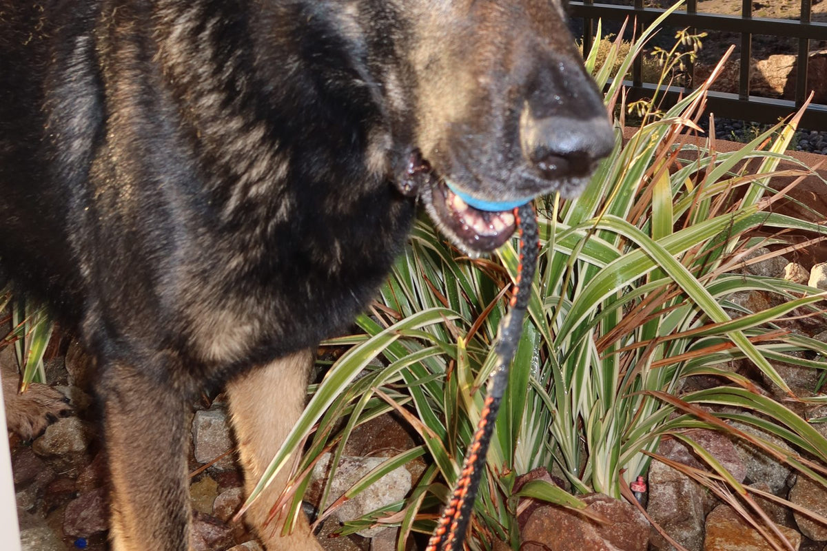 Close-up portrait of a working-line German shepherd outdoors
