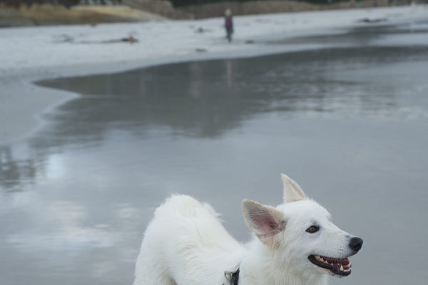 White shepherd running freely along wet sand