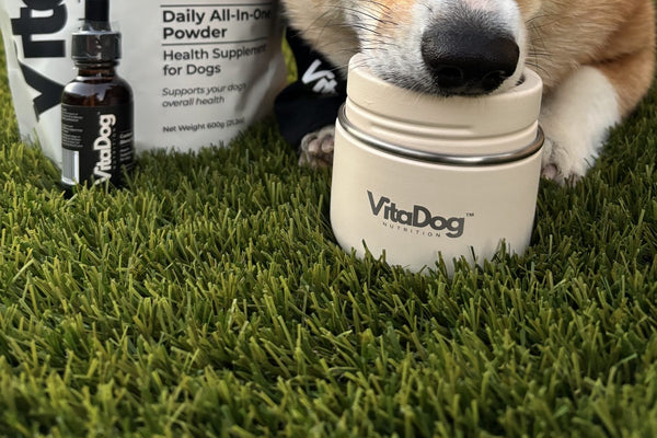 Corgi lying beside a VitaDog powder pouch, jar and dropper
