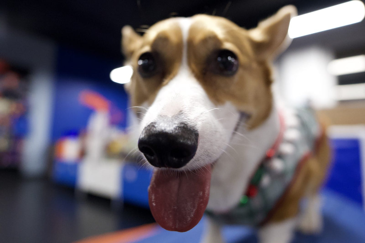 Corgi grinning at the camera in a wide-angle close-up