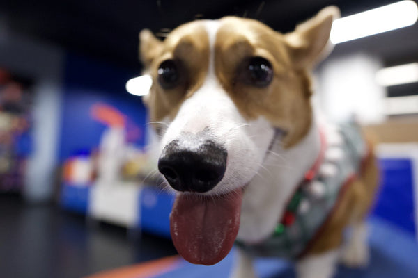 Corgi grinning at the camera in a wide-angle close-up