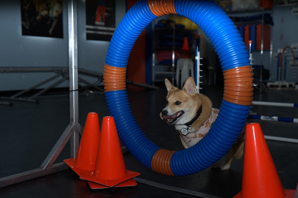 Corgi jumping through an agility hoop at an indoor training gym