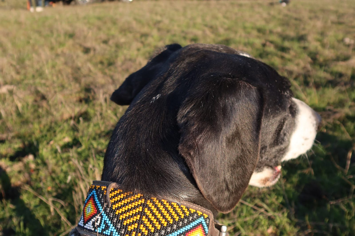 Senior dog with a grey muzzle standing in a sunlit field
