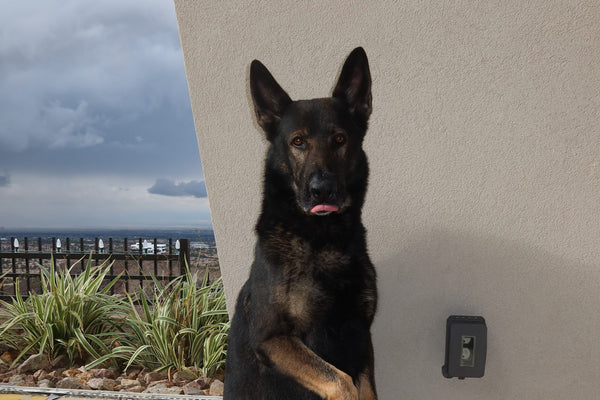 Alert German shepherd standing guard outdoors