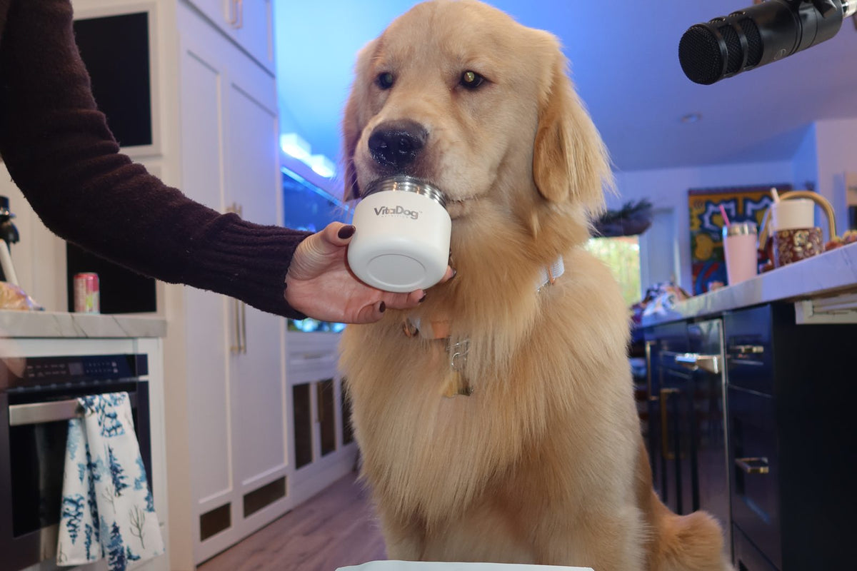 Golden retriever eating supplement powder from a jar