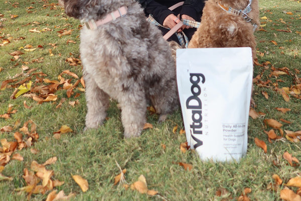 Owner in a park holding two doodles next to a VitaDog pouch