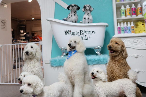 Poodles posing in front of a pet store's retail shelves