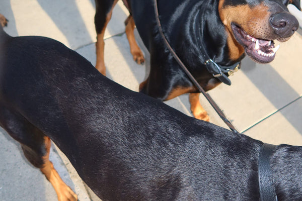 Black and tan dog looking up at its owner on a walk