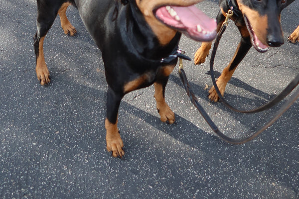 Two dobermans walking together on a sidewalk
