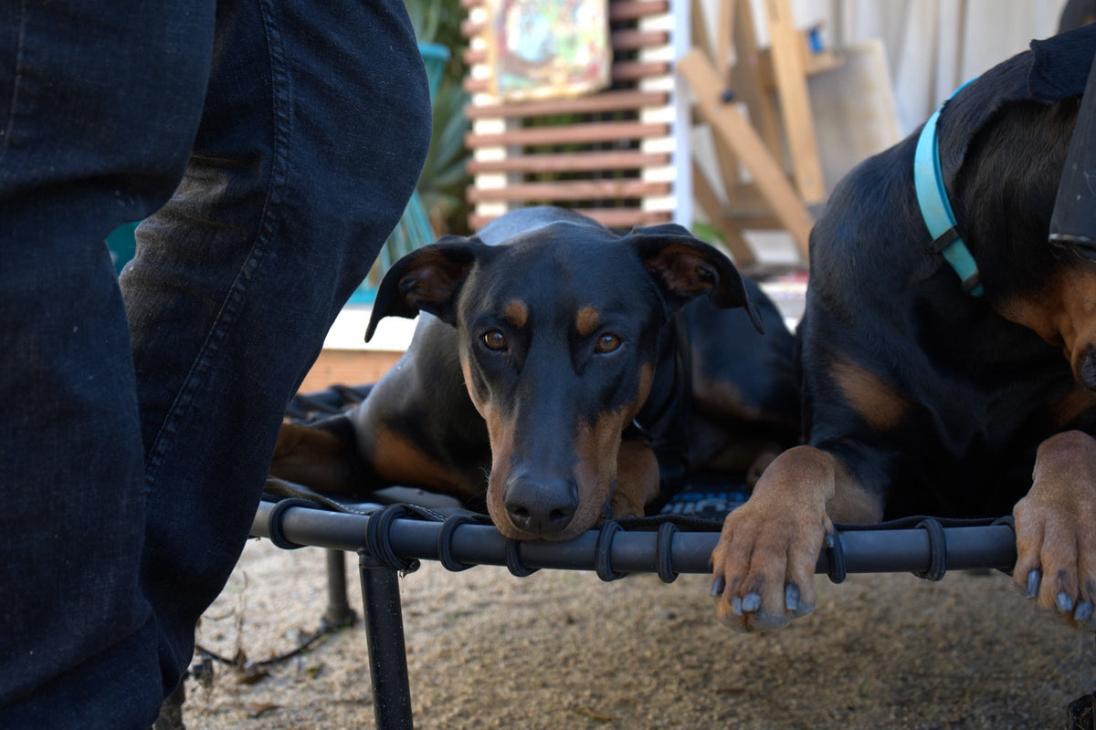 Two dobermans lying down and resting on a raised bed