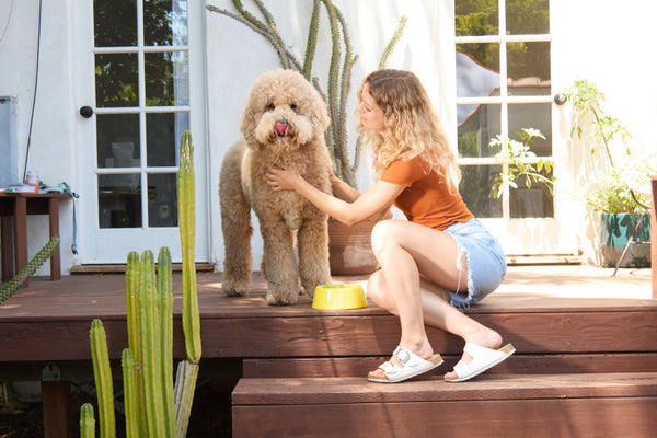 Owner feeding her doodle from a bowl on the back deck