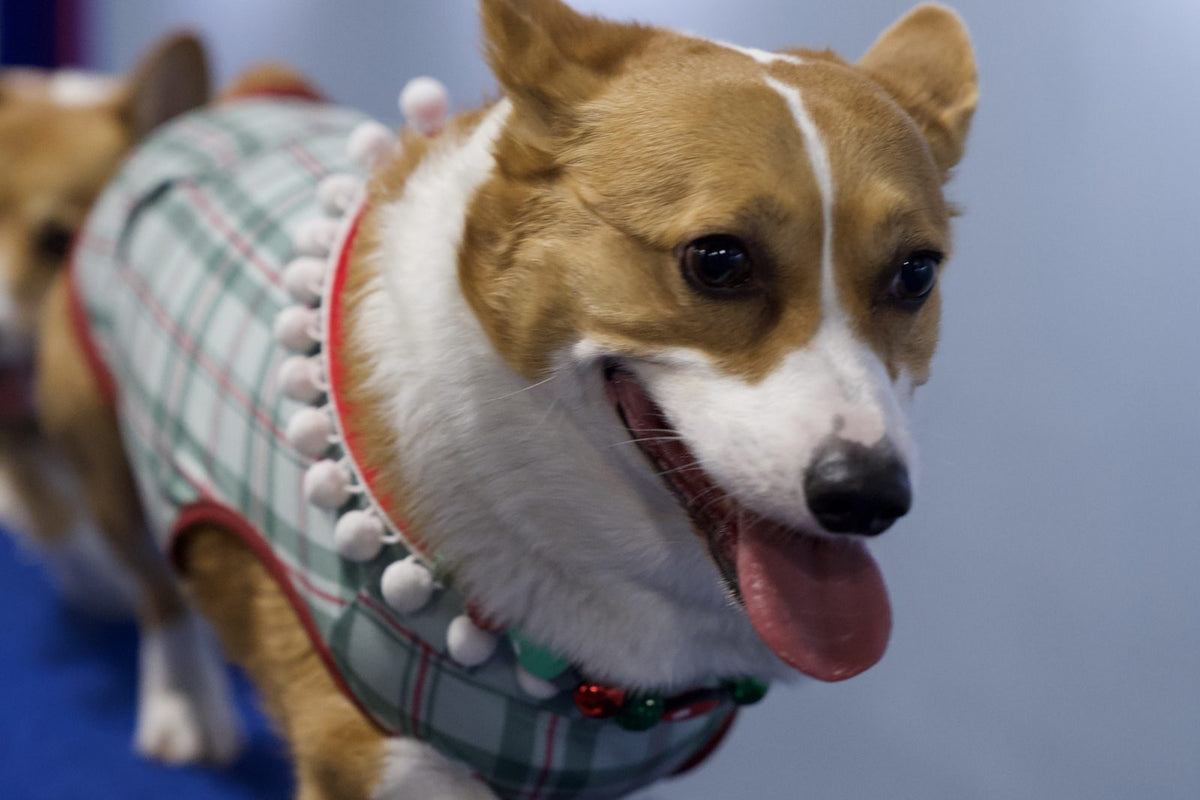 Corgi in a bandana panting with its tongue out