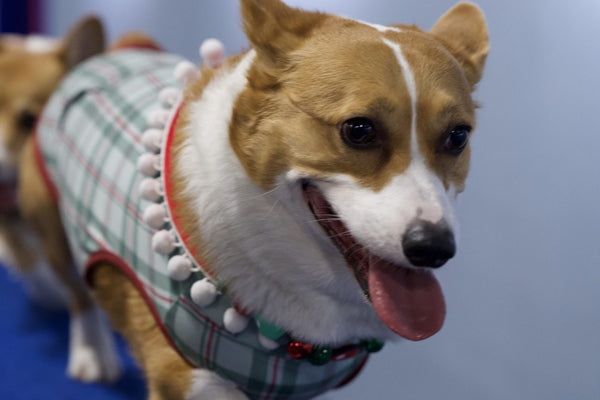 Corgi in a bandana panting with its tongue out