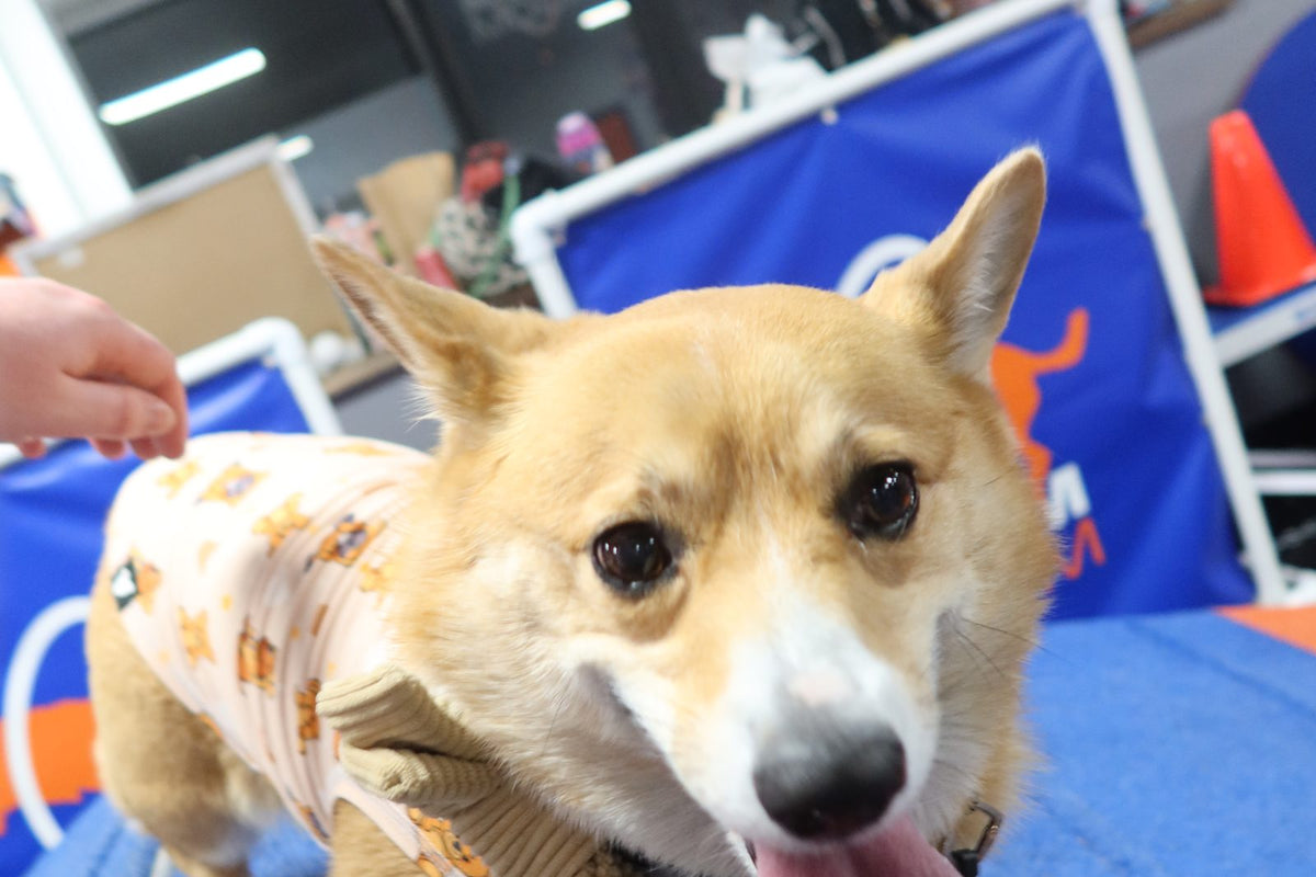 Close-up of a corgi panting with its tongue out