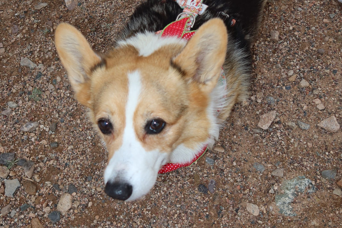 Corgi lying on gravel looking up at the camera