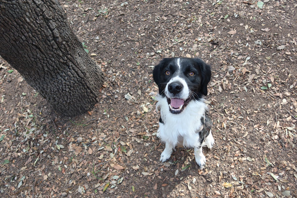 Border collie sitting under a tree on a walk