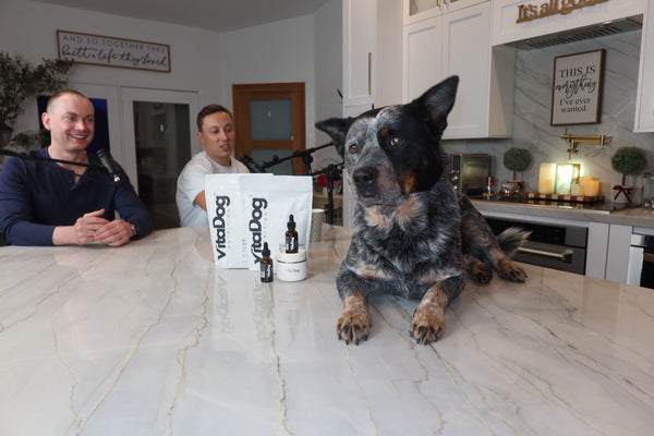 Kitchen scene with VitaDog powder and an Australian cattle dog