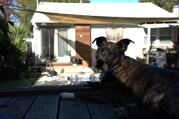 Brindle dog resting on a shaded deck