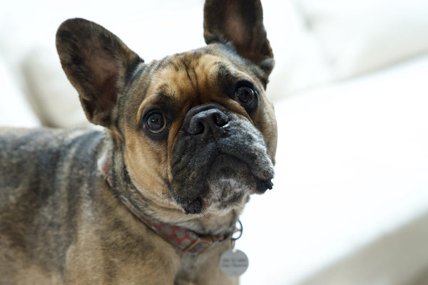 French bulldog with skin folds resting on a white couch