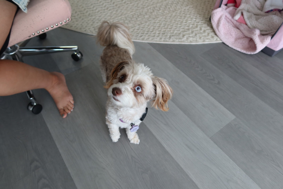 Small dog looking up at its owner indoors