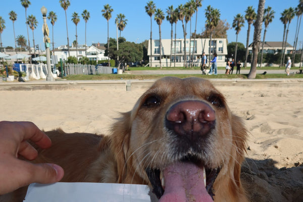 Golden retriever on the beach next to a VitaDog pouch
