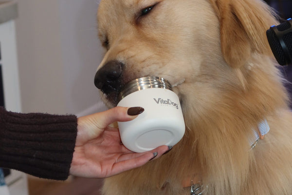 Golden retriever eating powder straight from a VitaDog jar