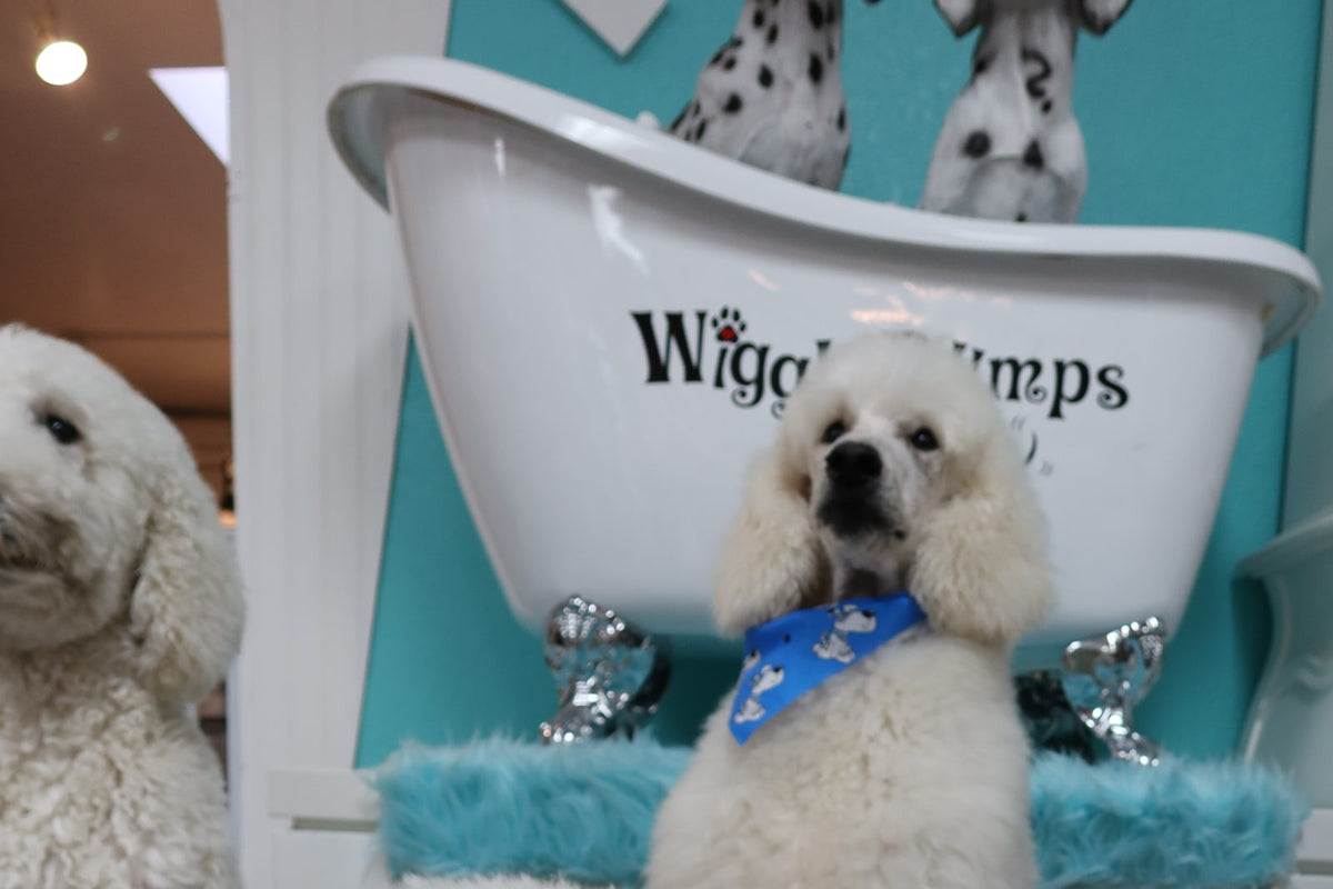 Freshly washed white doodle at the grooming salon