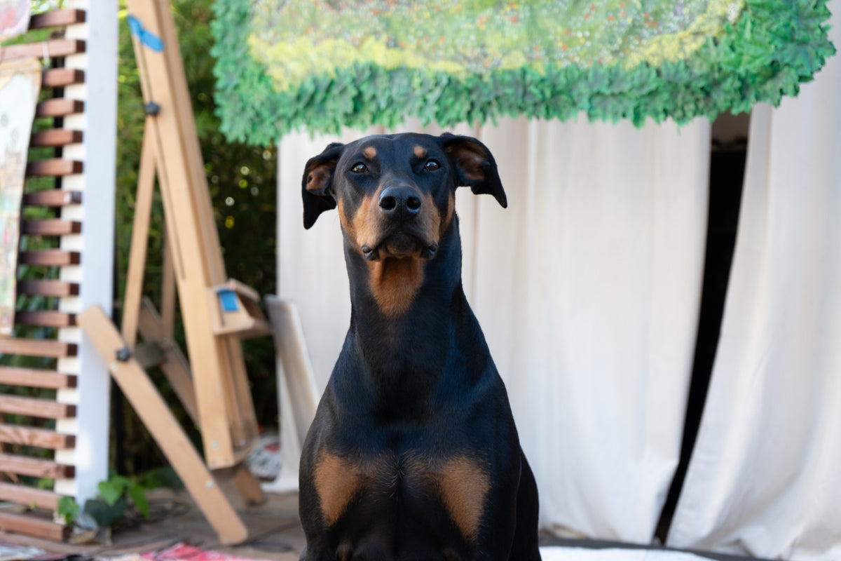 Doberman portrait against a clean studio backdrop