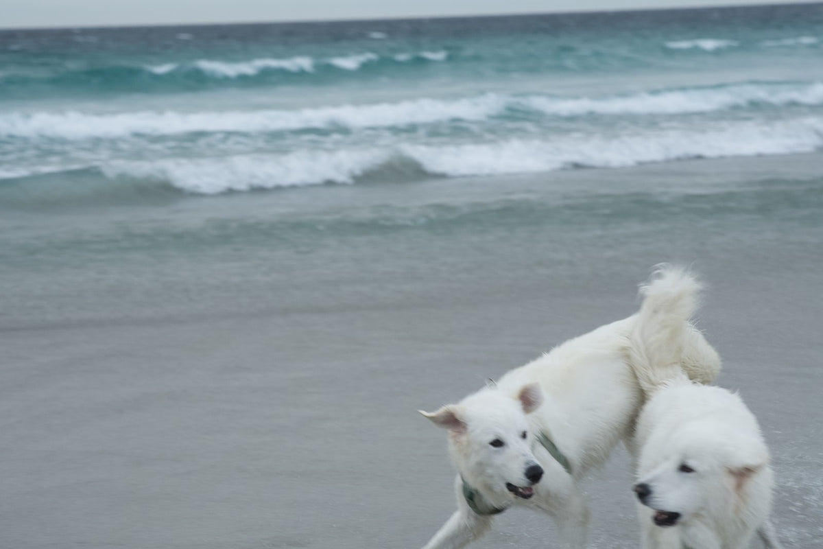 Two white dogs playing at the edge of turquoise water