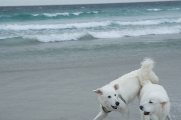 Two white dogs playing at the edge of turquoise water