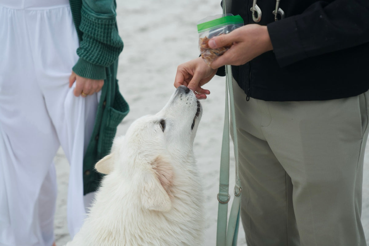 Owner offering a treat by hand to a white shepherd