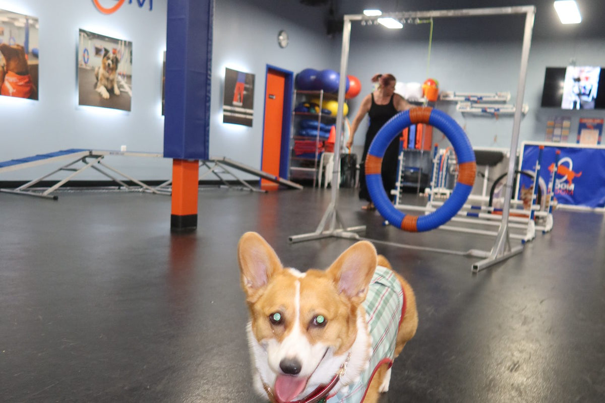 Corgi running across an indoor agility floor
